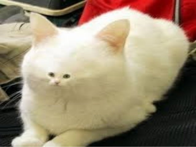 Download funny cat videos